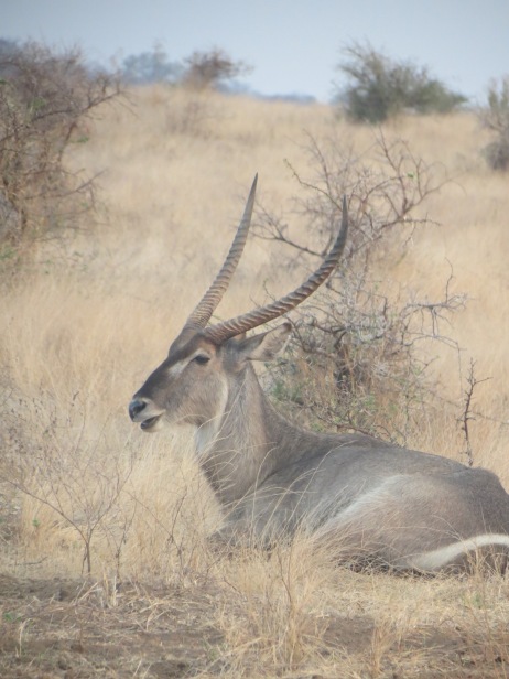 Safári no Kapama Game Reserve Kruger Park