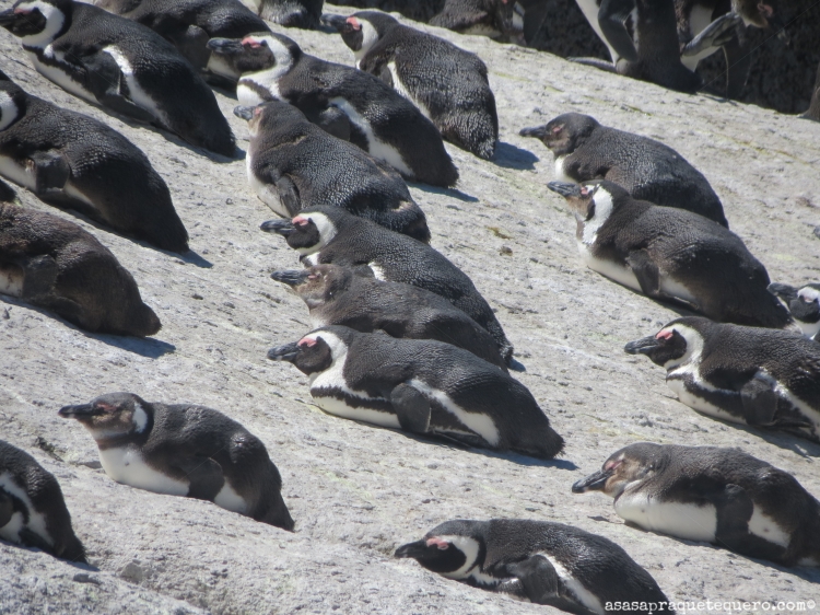 Pinguins Cidade do Cabo 2
